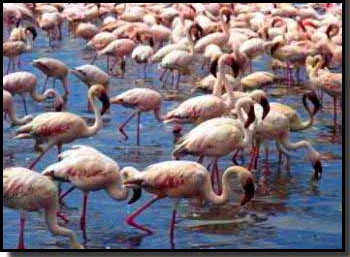 Bird Picture