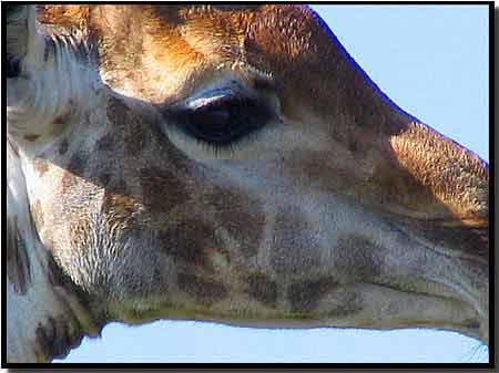 Giraffe Picture