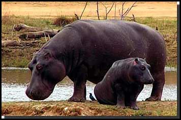Baby Hippo Picture