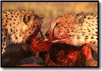Cheetah Picture