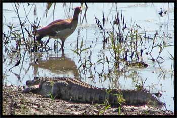 Crocodile Picture