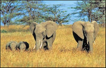Elephant Picture