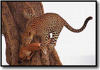 Leopard Picture