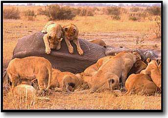 Lion Picture