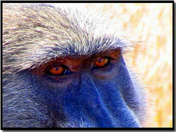 Primate Picture