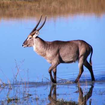Waterbuck Bull