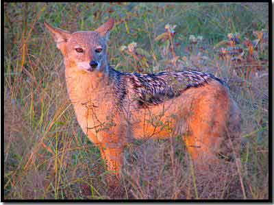 Jackal Picture