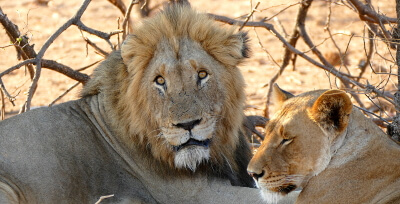 Lion Couple
