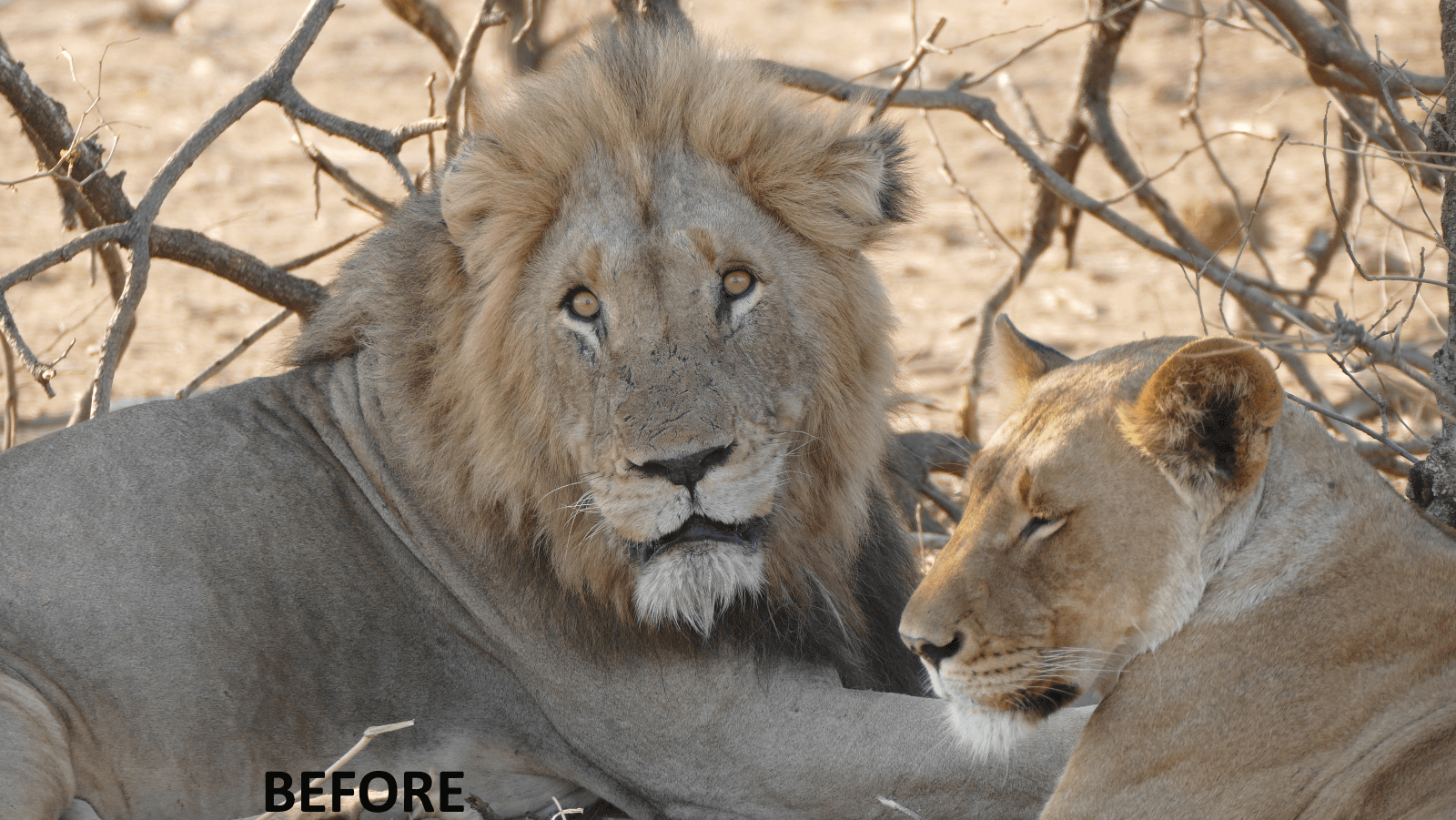 Lion Couple Before